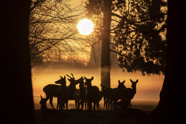 国家公园里的鹿图片下载