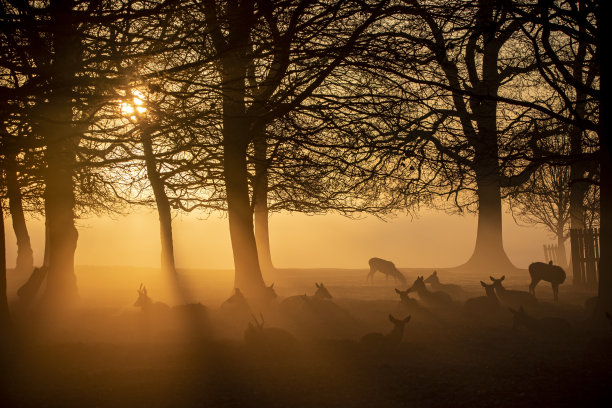 国家公园里的鹿图片下载