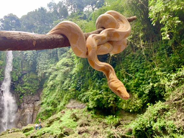 树枝上有一条黄色的蛇图片下载