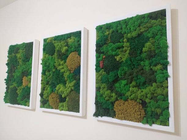 室内有三幅画，画的是固定在白色框架中的装饰性苔藓图片下载