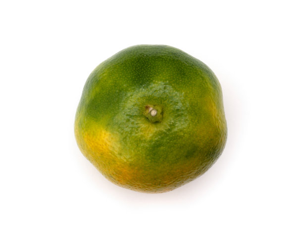 日本早熟的橙子图片下载