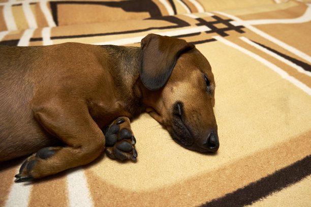 Smooth-haired迷你腊肠犬图片下载