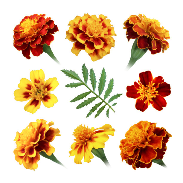 万寿菊鲜花的照片图片下载