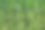 绿玉米秆背景图片下载