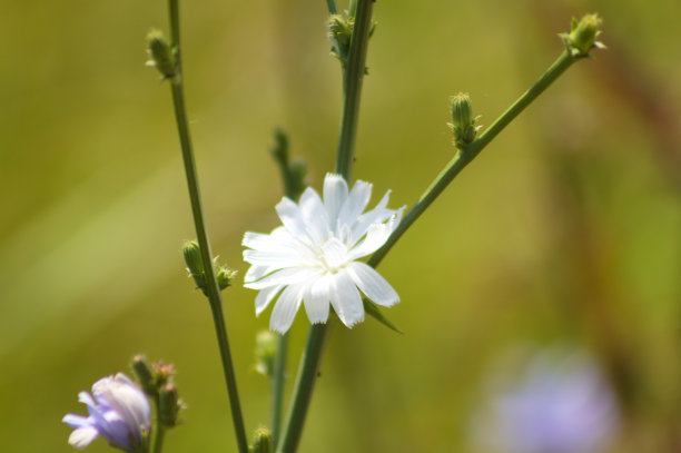 常见的菊苣在开花的近景与前景的选择性焦点图片下载