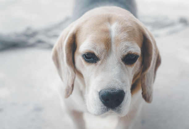 俯视图图片，可爱的小猎犬在公园的户外玩耍，在阳光明媚的日子，注视着，等待着主人的命令。图片下载