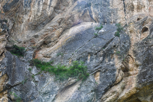 带有绿色植物的岩石纹理图片下载