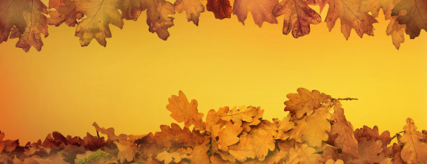 橙色的秋天背景与橡树的叶子图片下载
