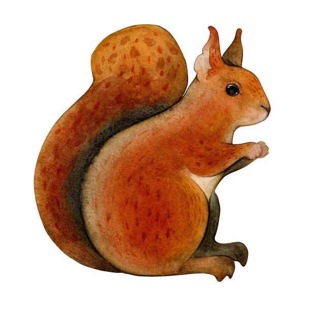 水彩红色松鼠孤立的插图在白色的背景。图片下载