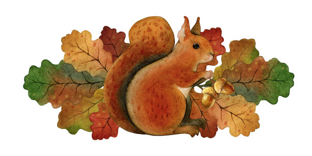 艺术构图与红松鼠，橡树叶和橡子。孤立的水彩插图在白色的背景。图片下载