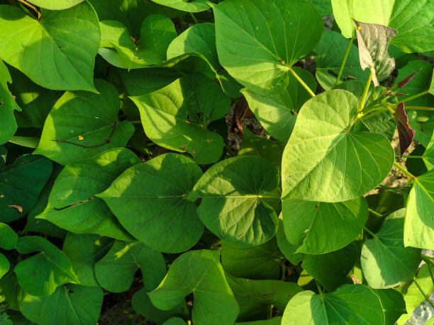 红薯叶背景图片下载