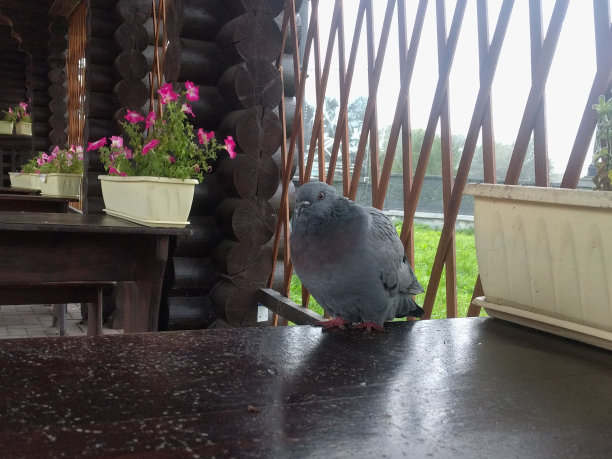 灰色的羽毛鸽子坐在桌子上。图片下载