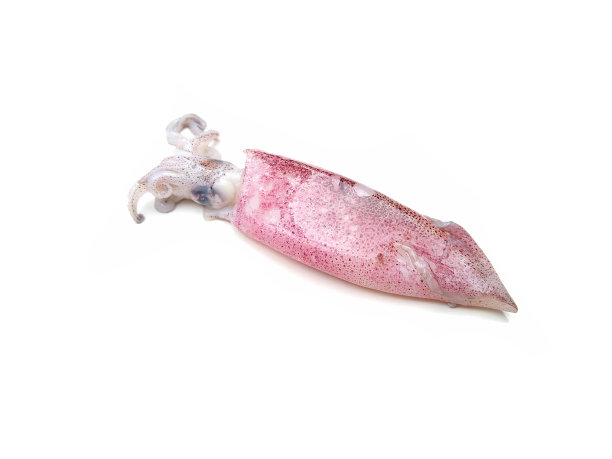 生鱿鱼鲜海鲜分离在白色背景，单一对象图片下载