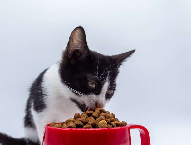 黑白小猫在红色杯子里吃东西图片下载