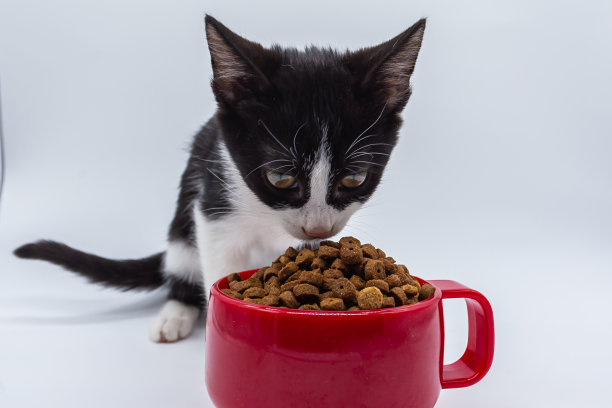 黑白小猫在红色杯子里吃东西图片下载