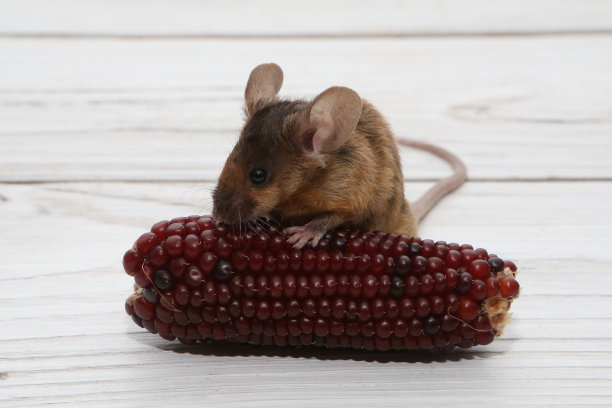 装饰缎子小老鼠，颜色紫貂，雷克斯。家养动物，有趣的宠物。可爱的老鼠。白色背景下的棕色老鼠。装饰缎子鼠崽子。微距照片的老鼠与红玉米。可爱的宠物吃图片下载