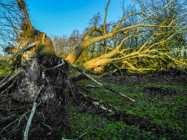 暴风雨后倒下的树图片下载