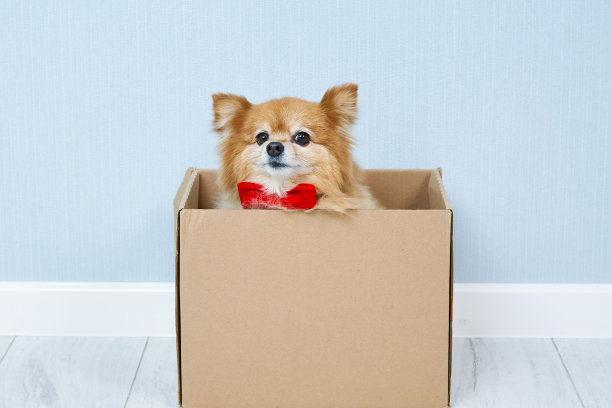 一只戴着红色领结的红发德国斯皮兹犬坐在纸板箱里图片下载