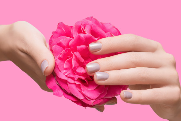 女性手有紫色指甲设计。女手捧粉色玫瑰花。亮紫色指甲指甲在粉红色的背景图片下载