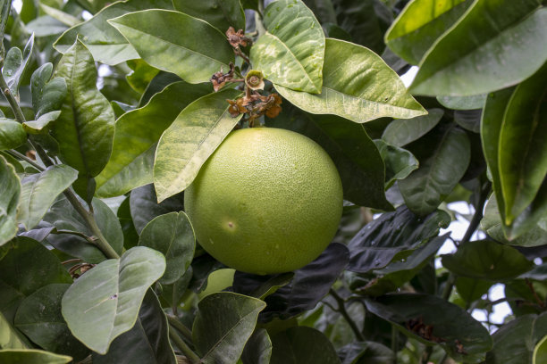 葡萄柚树枝上的水果。生绿柚子。特写镜头。农业的照片。图片下载