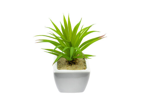 白色花盆中白色背景上的绿色植物，与世隔绝。图片下载