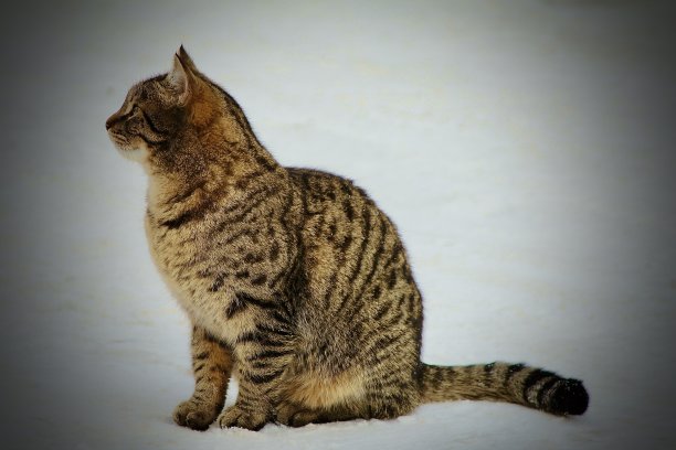 美丽的猫图片下载