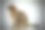 美丽的猫图片下载