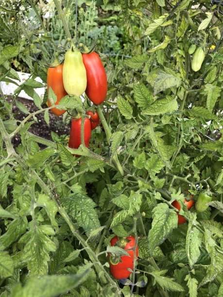 罗马Tomatoes图片下载