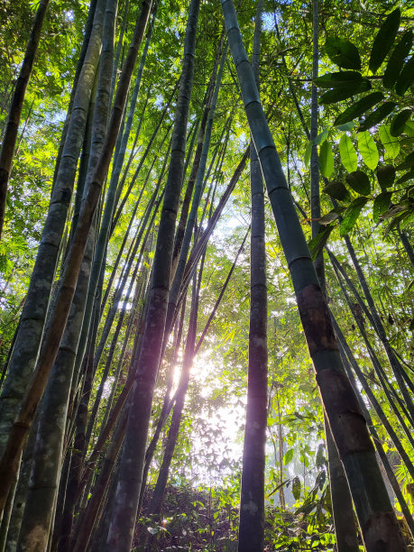 竹林里的阳光。图片下载