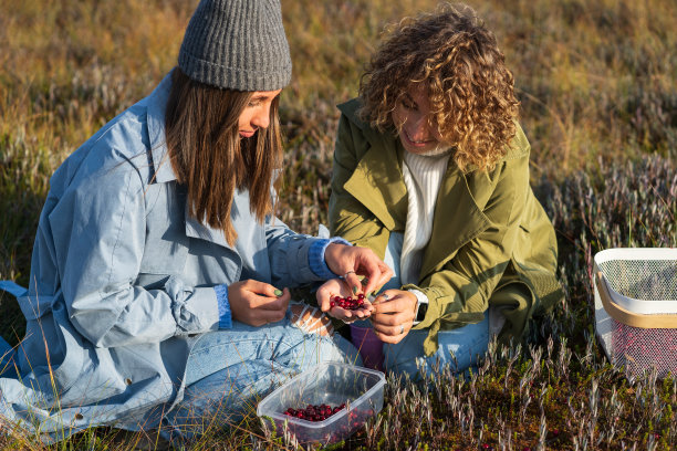 季节性浆果:两个快乐的女朋友在沼泽地上野餐时收集蔓越莓。秋天休闲图片下载