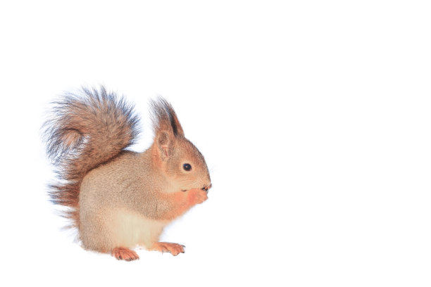 毛茸茸的松鼠在啃坚果图片下载