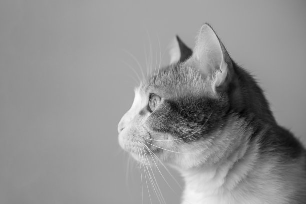 猫在看外面。图片下载