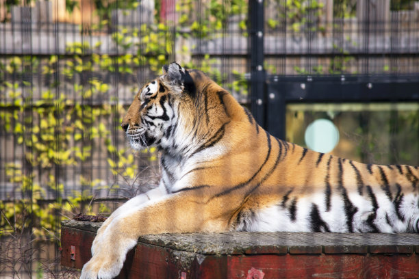 美丽的老虎在夏天躺在动物园的特写镜头里图片下载