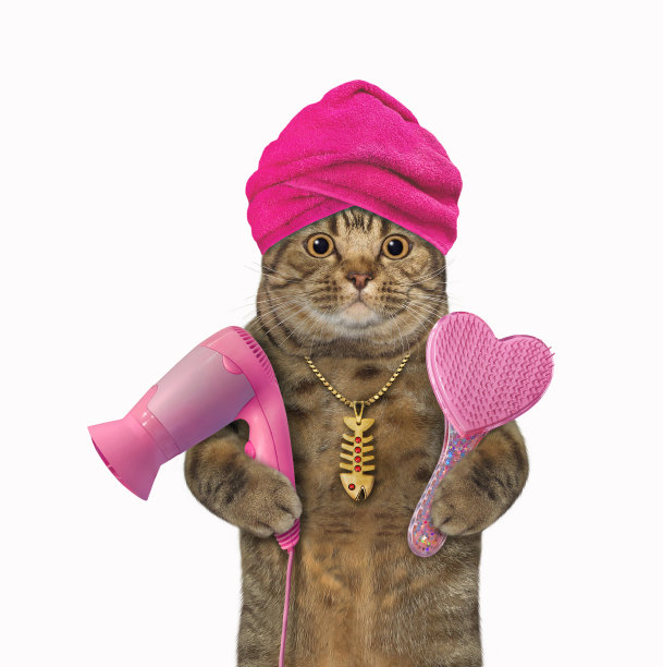 猫洗澡后拿着吹风机3图片下载