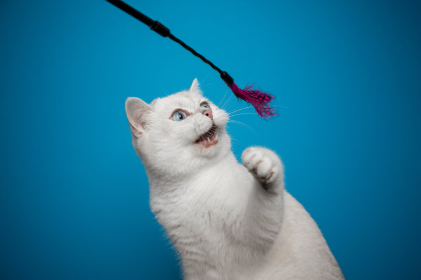 白色英国短毛猫玩羽毛玩具图片下载