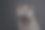漂亮的蓝色英国短毛猫肖像在深灰色或黑色的背景图片下载