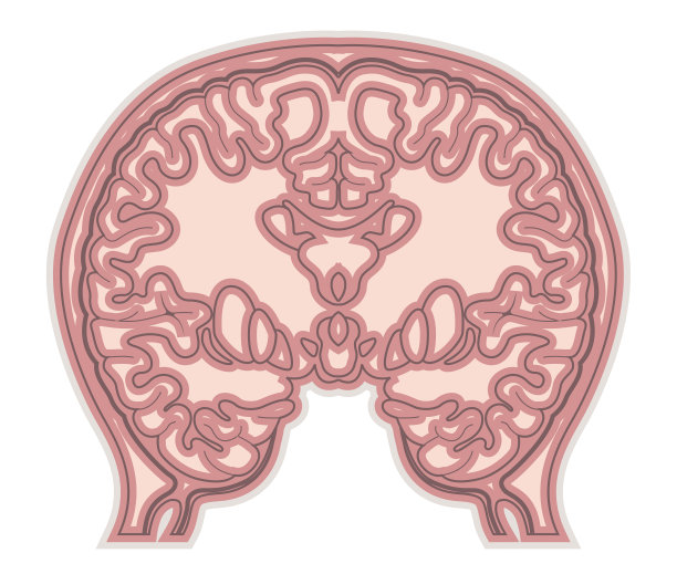 脑横切面-插图图片下载