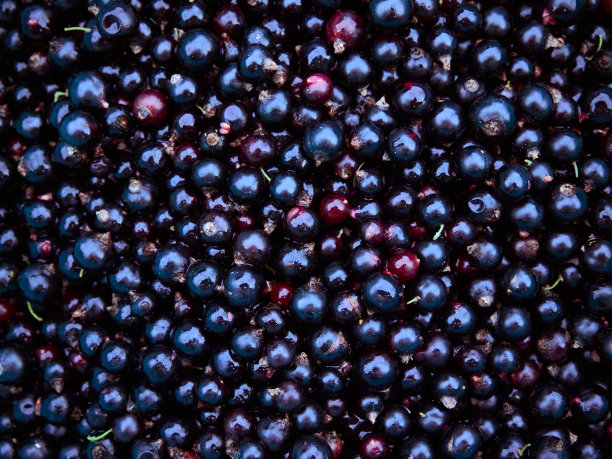 一串收获的黑醋栗浆果图片下载