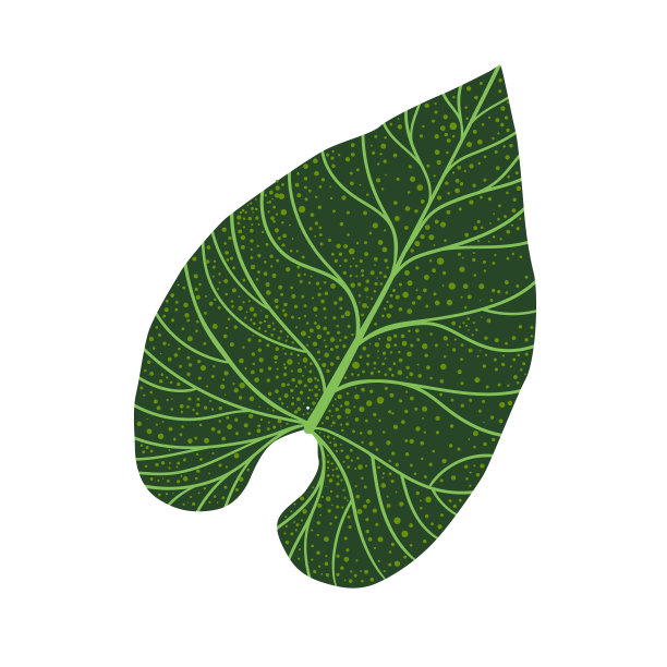 黄花菜的热带叶子图片下载