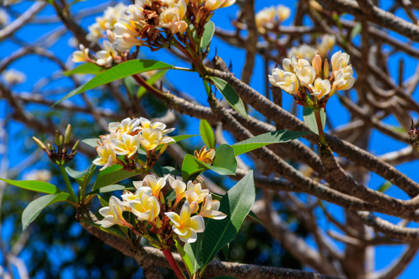 美丽的盛开的鸡蛋花树，也被称为鸡蛋花和寺庙树图片下载
