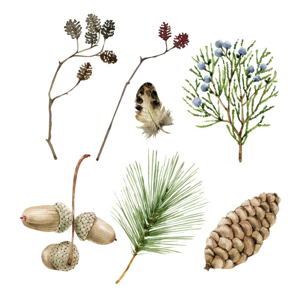 水彩自然集。植物插图，绿叶，树枝和锥-为装饰设计，问候，卡片，标志。图片下载