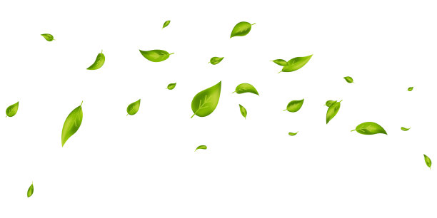 素食，生态，有机的设计元素。绿色的叶子在白色的旗帜上飞舞。波叶装饰。叶落。美容产品。新鲜的茶叶背景。化妆品模式边界。矢量图图片下载