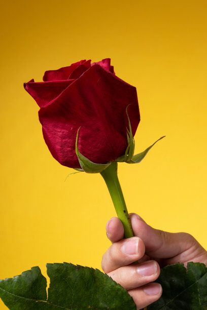 画室背景一个人的手捧着一朵美丽的红玫瑰，大自然的美，接近自然的花瓣图片下载