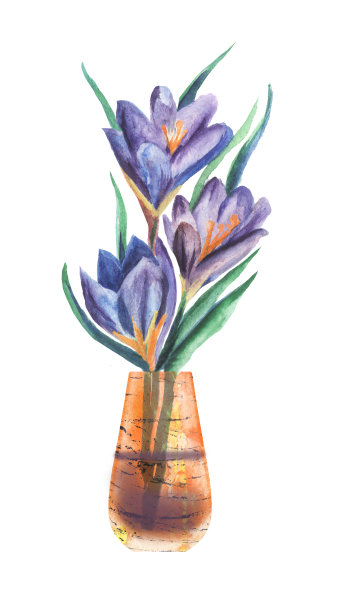 水彩插图-番红花图片下载