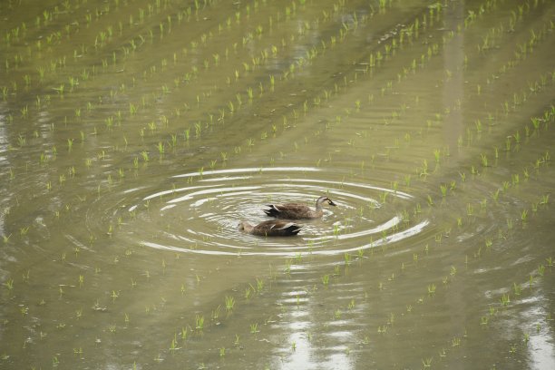 稻田鸟图片下载