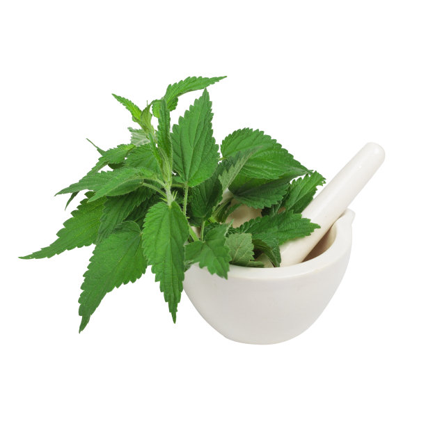 鲜绿的荨麻屹立在灰泥中，白色的孤立的背景。图片下载