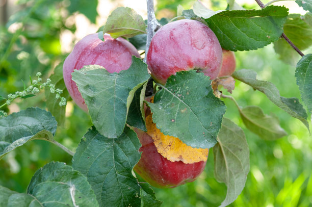 树上的红苹果早午餐图片下载