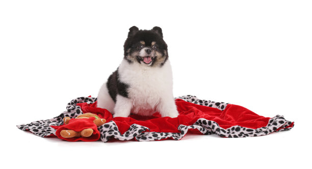 圣诞假期博美犬斯皮兹的肖像图片下载