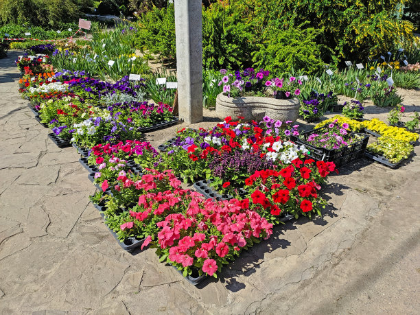 在园艺市场出售的矮牵牛花品种图片下载