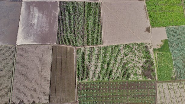蔬菜农场鸟瞰图。图片下载